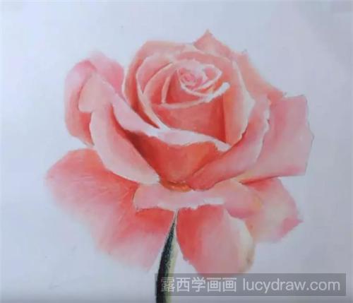 粉色玫瑰花怎么画？彩铅画叠色过程分享！