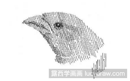 鹰头的钢笔画法有几种？钢笔画笔有哪些？