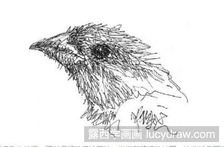 鹰头的钢笔画法有几种？钢笔画笔有哪些？
