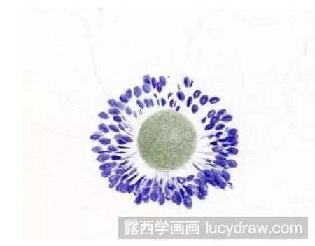 银莲花怎么画？华北银莲花的彩铅画过程有哪些？