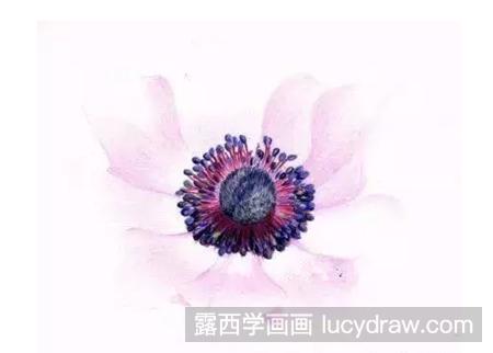 银莲花怎么画？华北银莲花的彩铅画过程有哪些？