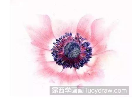 银莲花怎么画？华北银莲花的彩铅画过程有哪些？