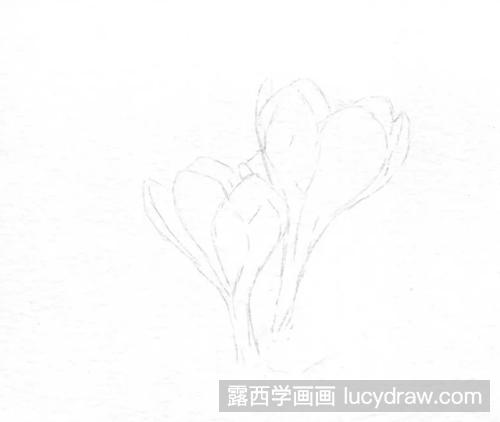 藏红花怎么画？番红花的彩铅画过程是什么？