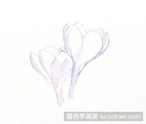 藏红花怎么画？番红花的彩铅画过程是什么？