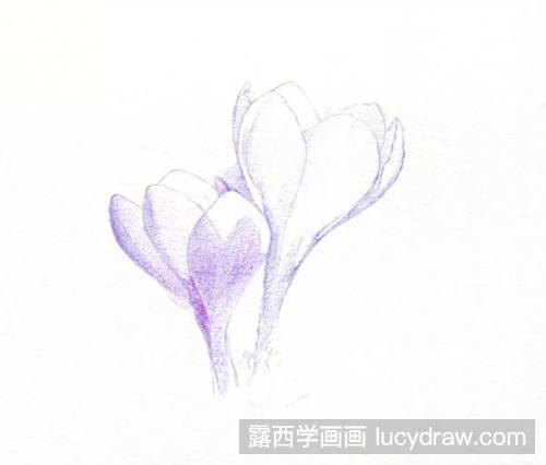 藏红花怎么画？番红花的彩铅画过程是什么？