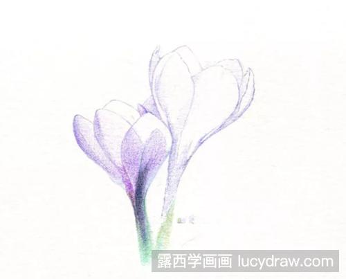 藏红花怎么画？番红花的彩铅画过程是什么？