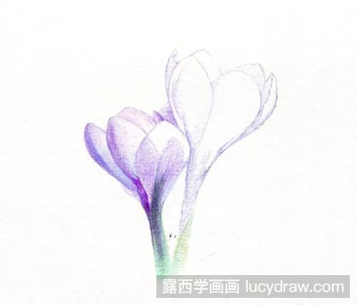 藏红花怎么画？番红花的彩铅画过程是什么？