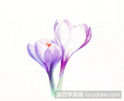 藏红花怎么画？番红花的彩铅画过程是什么？