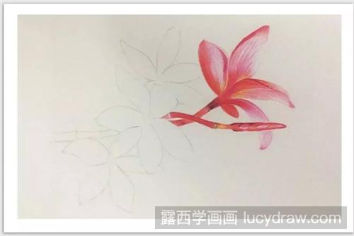 红色鸡蛋花怎么画？彩铅画蛋黄花绘画步骤有几步？