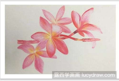 红色鸡蛋花怎么画？彩铅画蛋黄花绘画步骤有几步？