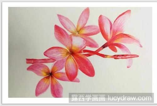 红色鸡蛋花怎么画？彩铅画蛋黄花绘画步骤有几步？