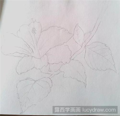 朱槿花的画法是什么?水彩扶桑该怎么画?