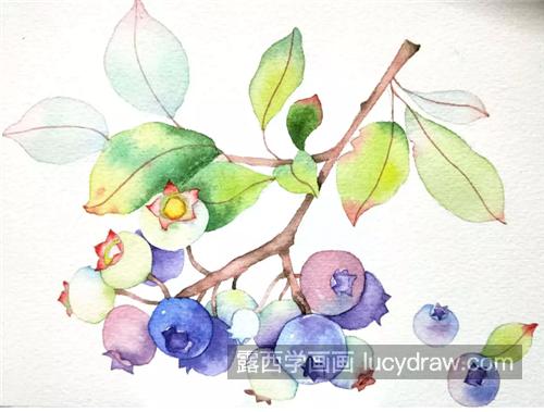 蓝莓怎么画？龙果的水彩画步骤有哪些？