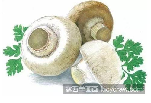 白白胖胖的蘑菇怎么画？蘑菇的彩铅画法是什么？