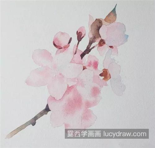 漂亮的樱花怎么画？樱花水彩画步骤有哪些？