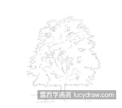 怎么画一颗茂盛的大树？草图树的绘画过程是什么？