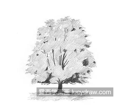 怎么画一颗茂盛的大树？草图树的绘画过程是什么？