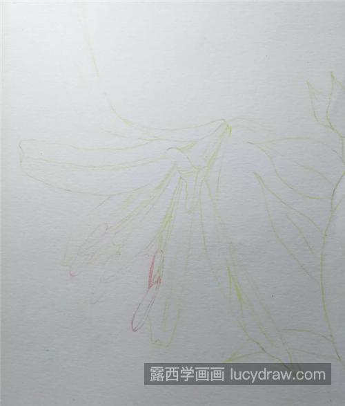 香水百合怎么画？百合花的水彩画步骤有哪些？
