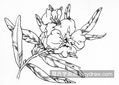 花卉线描怎么画？简单的花卉画法是什么？