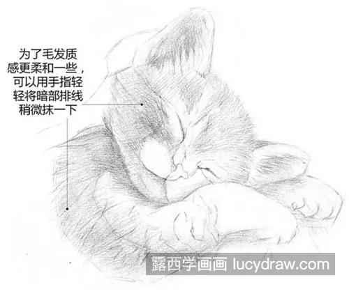睡着的猫咪怎么画？可爱的小猫素描步骤有哪些？