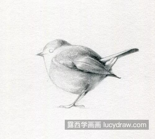 小小小鸟怎么画？呆萌小鸟的素描画法是什么？