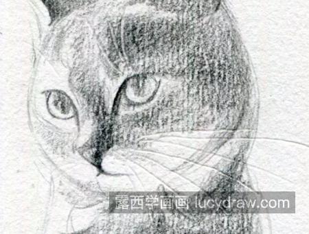 小猫咪怎么画？素描猫咪的画法是什么？