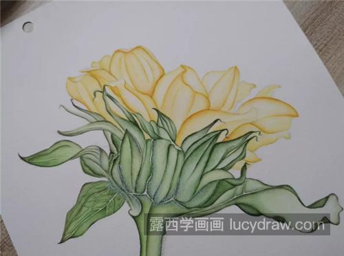 盛开的向日葵怎么画？超详细的向日葵水彩画教程分享