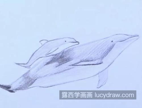 海豚怎么画？素描海豚的画法是什么？