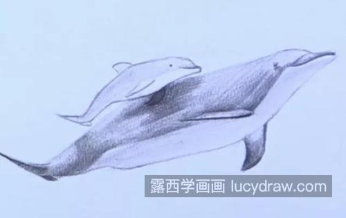 海豚怎么画？素描海豚的画法是什么？