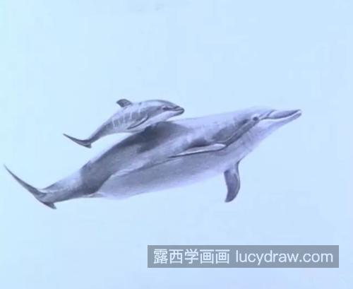 海豚怎么画？素描海豚的画法是什么？