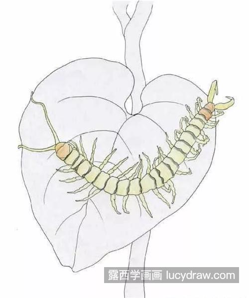 蜈蚣怎么画？蜈蚣的彩铅画步骤有哪些？