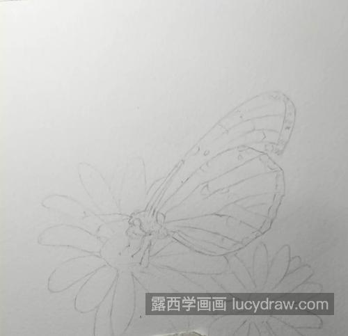 格桑花上的蝴蝶怎么画？怎么画出蝴蝶的灵动？