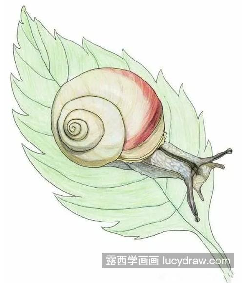 蜗牛的画法是什么？彩铅蜗牛该怎么上色？