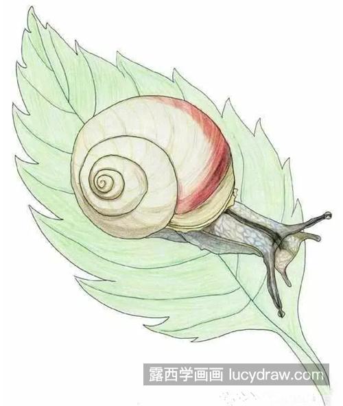 蜗牛的画法是什么？彩铅蜗牛该怎么上色？