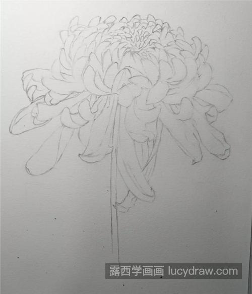 黄菊花怎么画？详细的金丝菊绘画步骤是什么？