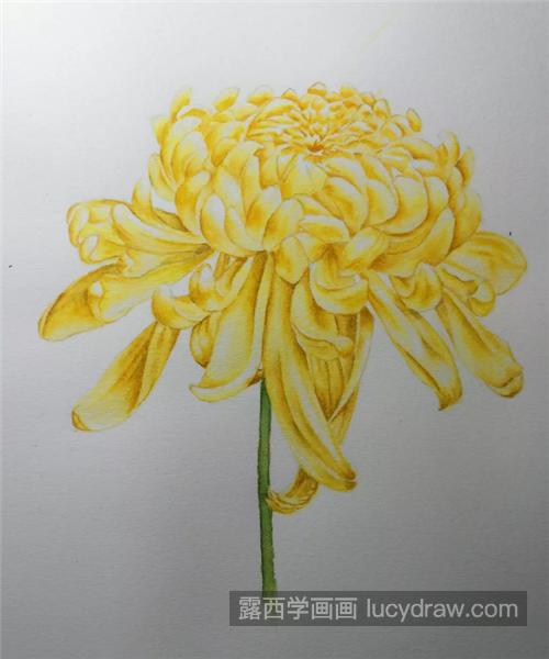黄菊花怎么画？详细的金丝菊绘画步骤是什么？