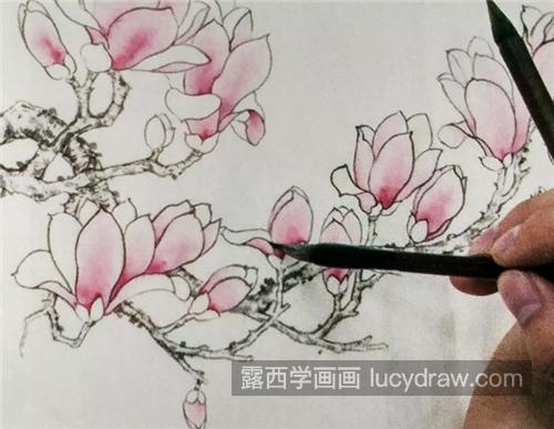 工笔玉兰花的画法是什么？玉兰花如何进行分染？