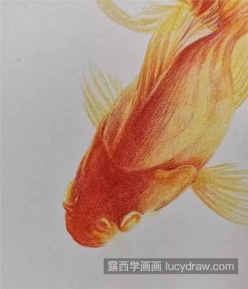 小金鱼怎么画？怎样给金鱼彩铅上色？