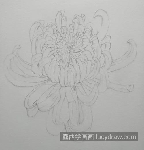 菊花的画法是什么？玫红色菊花怎么画？