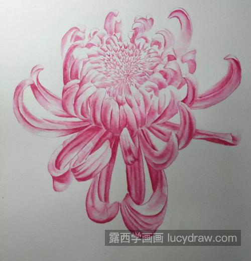 菊花的画法是什么？玫红色菊花怎么画？