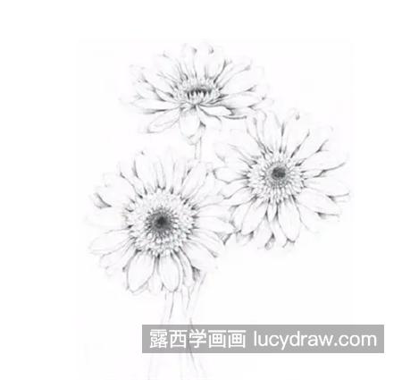 扶郎花怎么画？非洲菊的素描教程是什么？