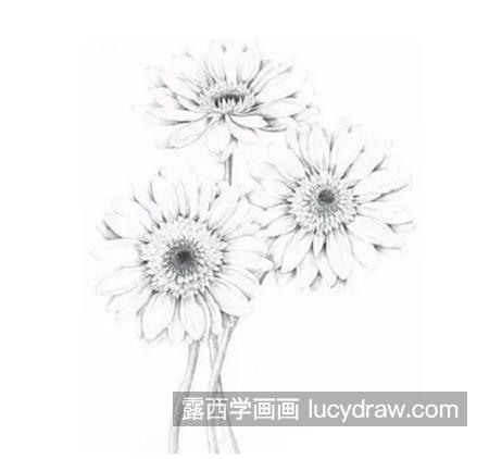 扶郎花怎么画？非洲菊的素描教程是什么？