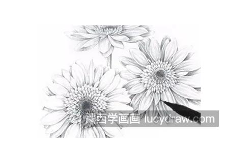 扶郎花怎么画？非洲菊的素描教程是什么？