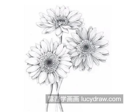 扶郎花怎么画？非洲菊的素描教程是什么？