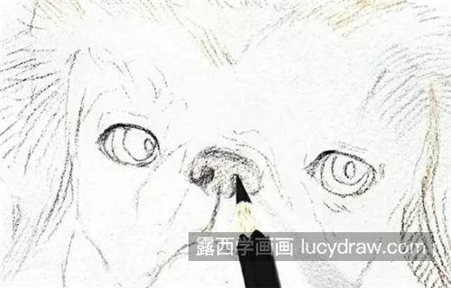 京巴狗怎么画？北京犬的彩铅画法是什么？