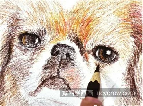 京巴狗怎么画？北京犬的彩铅画法是什么？