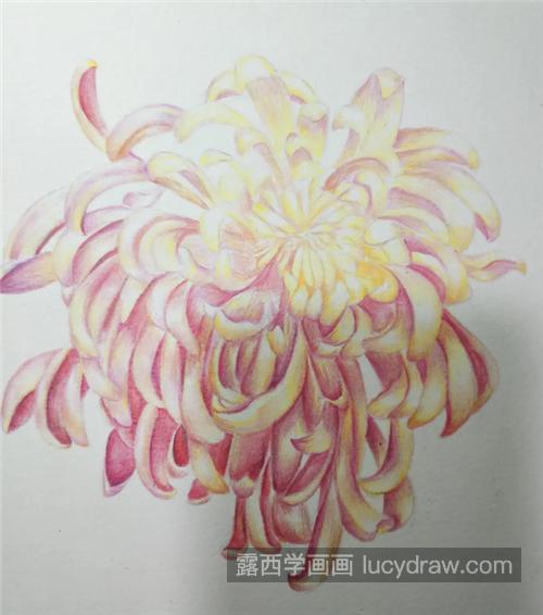 秋菊怎么画？彩铅手绘菊花的步骤有哪些？