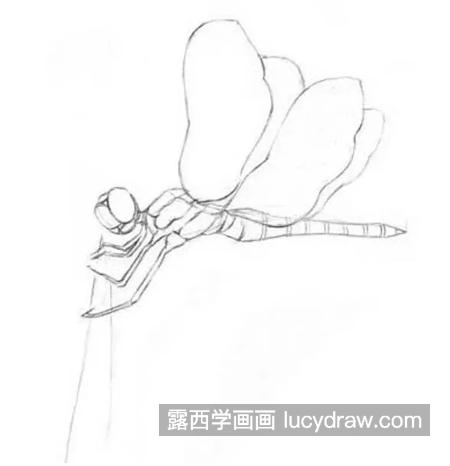 蜻蜓素描怎么画？一步一步教你画素描蜻蜓