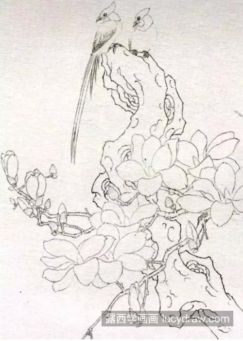 绶带鸟和玉兰花怎么画？寿带鸟工笔画步骤有哪些？
