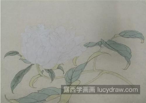 芍药花怎么画？别离草的工笔画步骤有哪些？